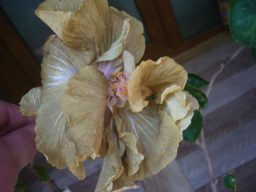 P1440445 - HIBISCUSI 2020-1