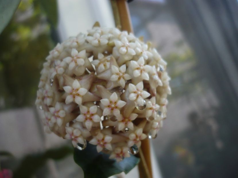 P1440431 - HOYA 2020-1