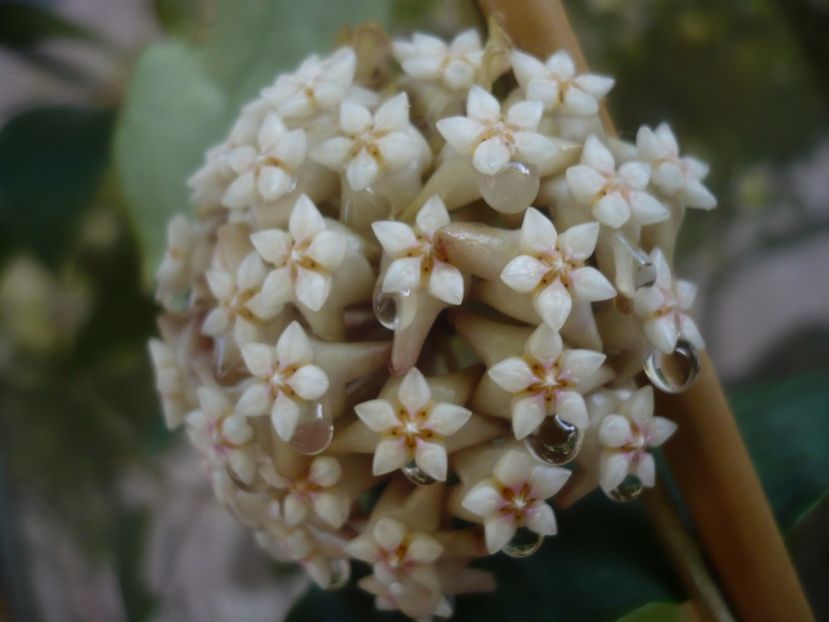 P1440432 - HOYA 2020-1