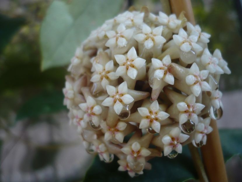 P1440433 - HOYA 2020-1