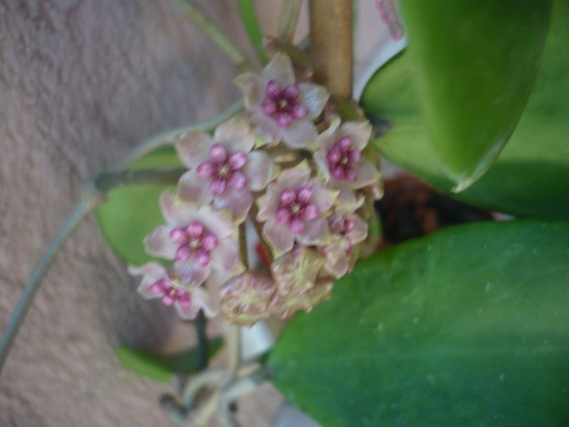 P1440447 - HOYA 2020-1