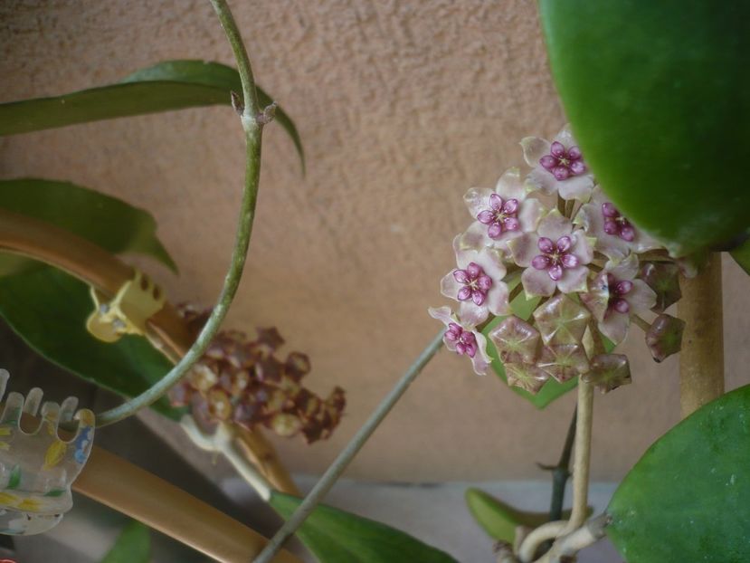 P1440448 - HOYA 2020-1