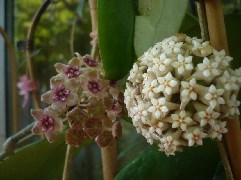 P1440449 - HOYA 2020-1