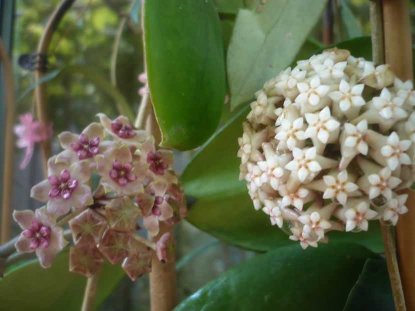 P1440450 - HOYA 2020-1