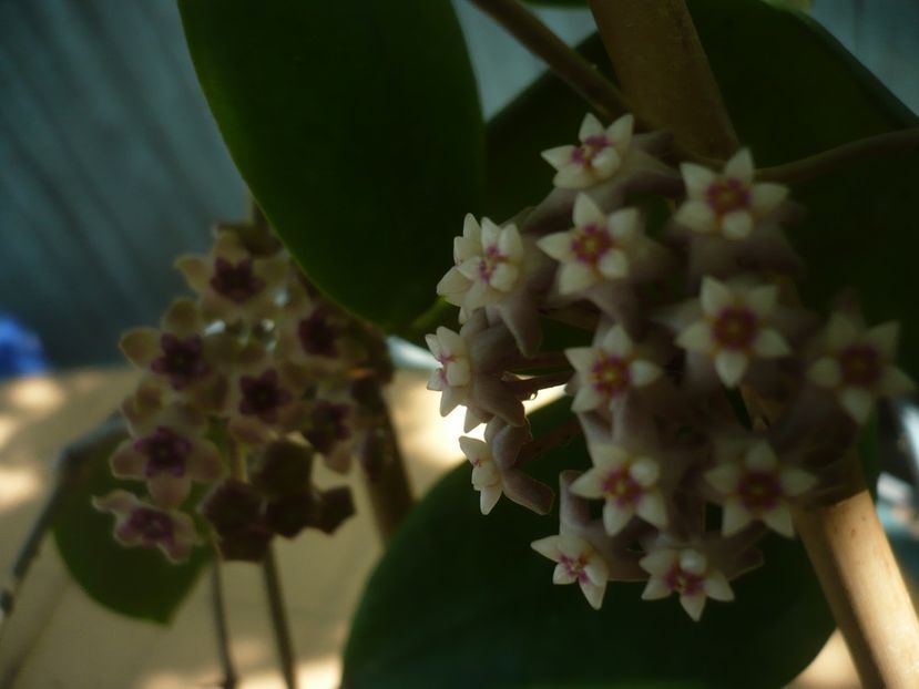 P1440451 - HOYA 2020-1