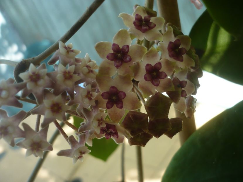 P1440452 - HOYA 2020-1