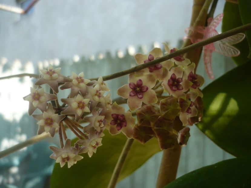 P1440453 - HOYA 2020-1
