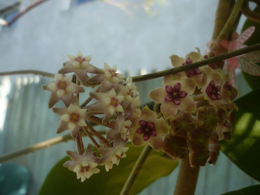 P1440454 - HOYA 2020-1