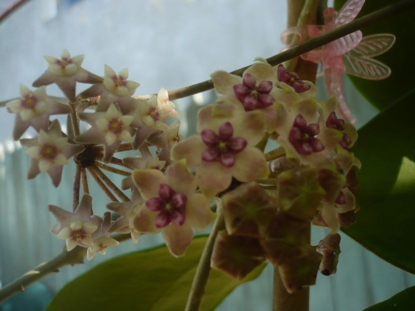 P1440455 - HOYA 2020-1