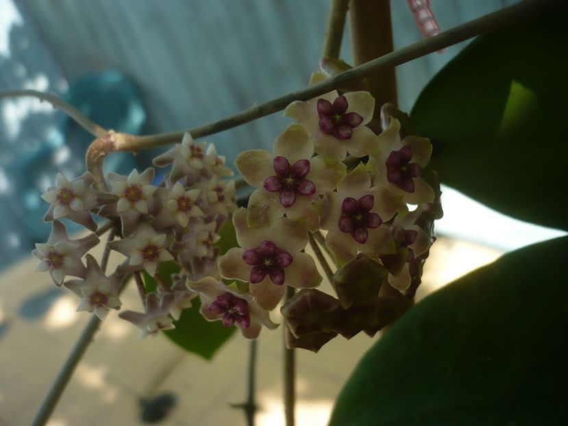 P1440456 - HOYA 2020-1