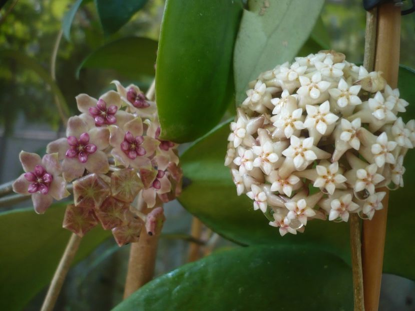 P1440457 - HOYA 2020-1