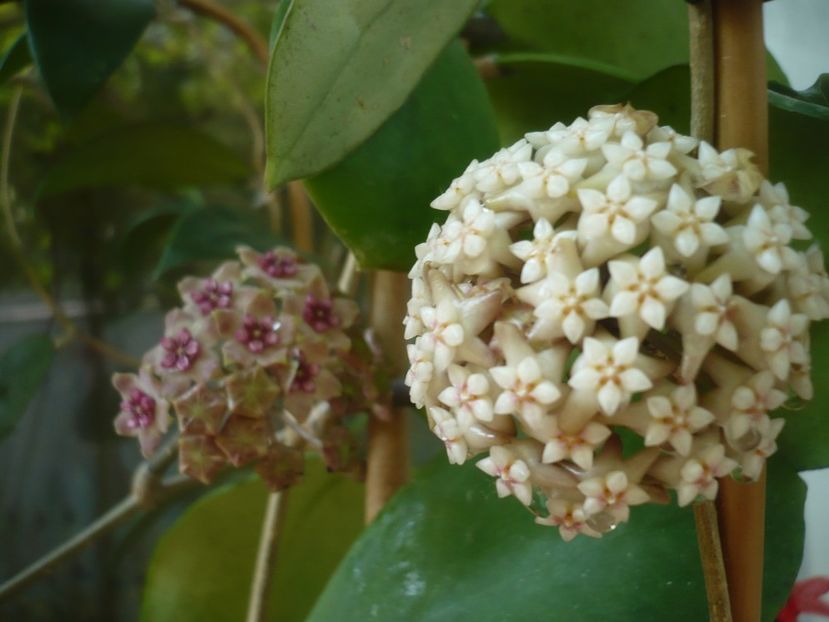 P1440459 - HOYA 2020-1