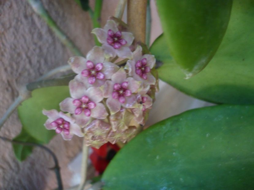 P1440462 - HOYA 2020-1