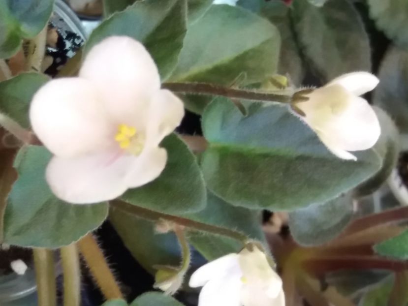  - Lik-Gusinniye Lapky