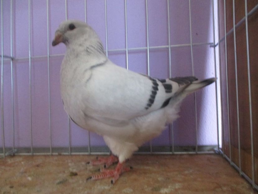 03016-20 - Tineret 2020