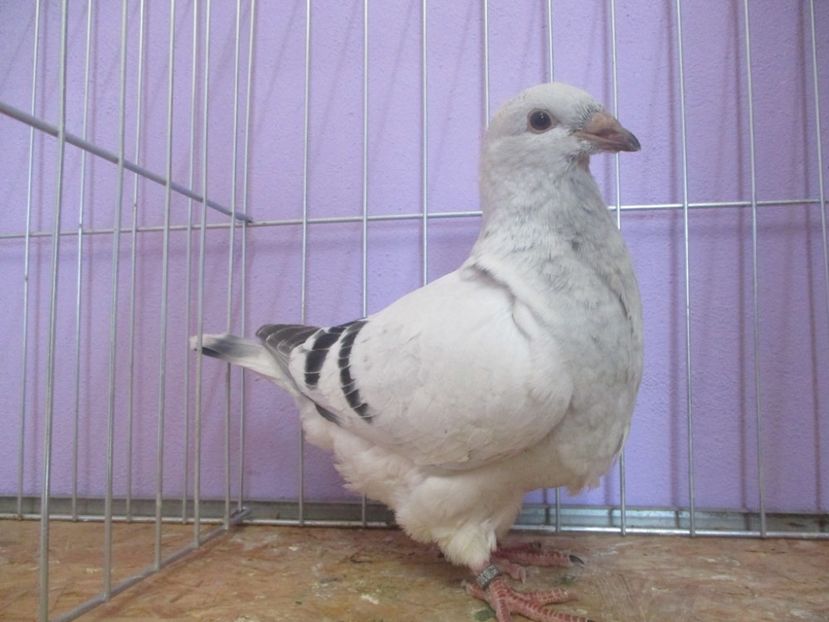 03020-20 - Tineret 2020