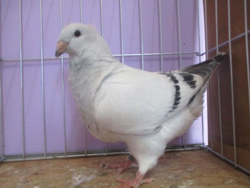 03400-20 - Tineret 2020