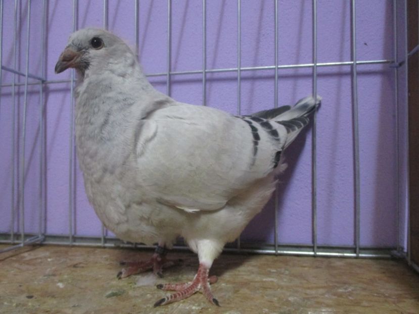 03019-20 - Tineret 2020