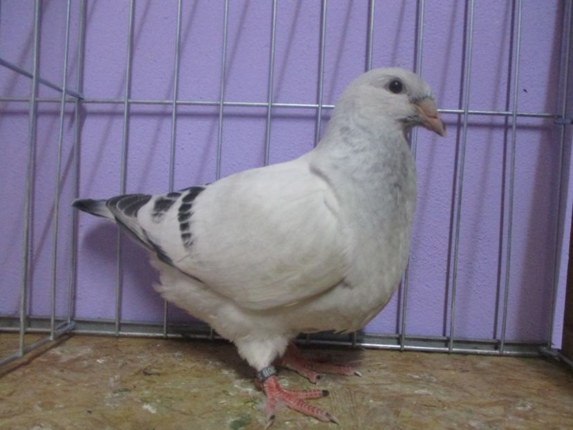 03021-20 - Tineret 2020