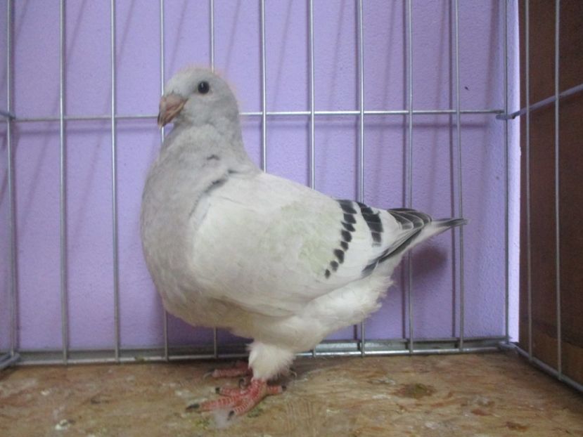 03022-20 - Tineret 2020