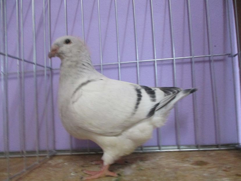 03023-20 - Tineret 2020