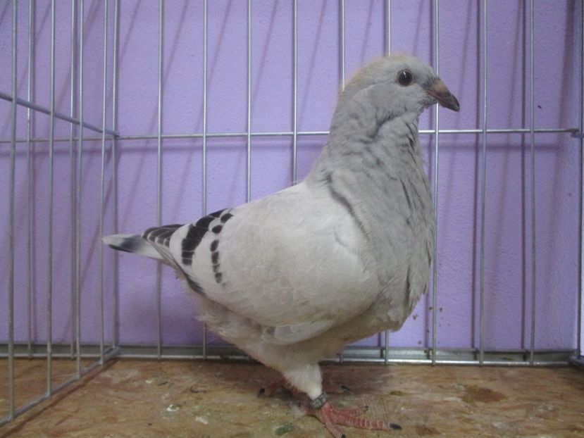 03024-20 - Tineret 2020