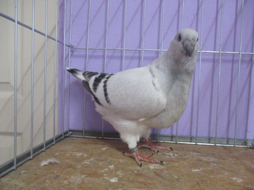 03030-20 - Tineret 2020