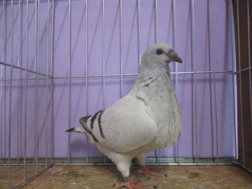 03031-20 - Tineret 2020