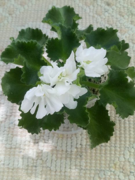 4 iun - Wizard s Prankster