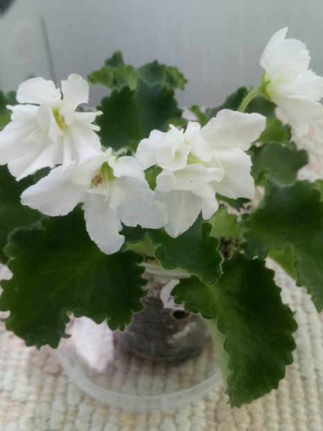 4 iun - Wizard s Prankster