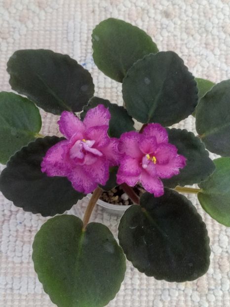 12 iun - ND Magdalina