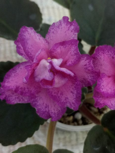 12 iun - ND Magdalina