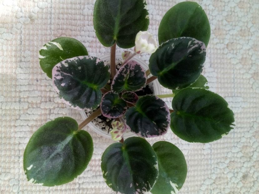 4 iun - LE Crystal Chime