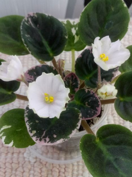 12 iun - LE Crystal Chime