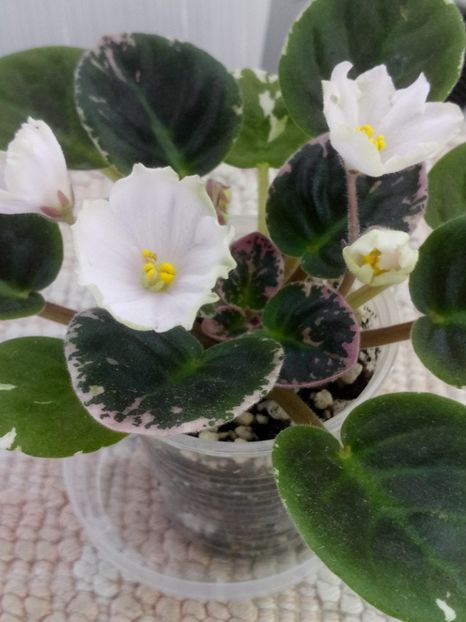 12 iun - LE Crystal Chime