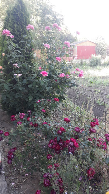  - Gradina si trandafirii 2020