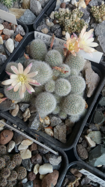 12.06.2020 - Rebutia heliosa cv sunrise