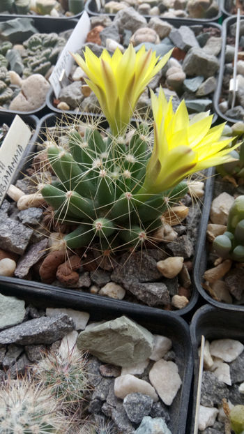 12.06.2020 - Mammillaria longimamma