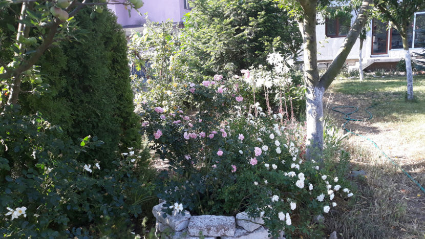  - Gradina si trandafirii 2020