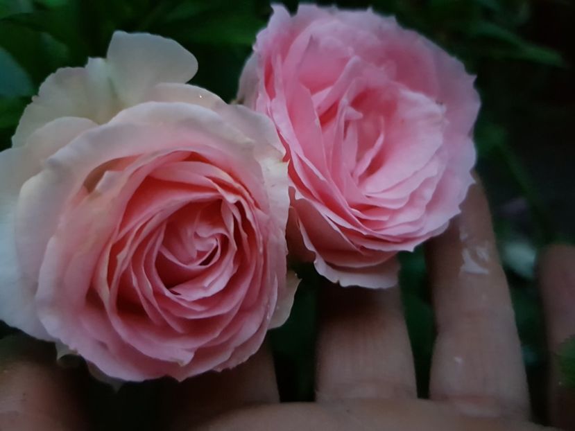 A ? Urcator - Trandafiri 20 Ii