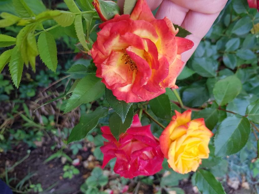 Samba - Trandafiri 20 Ii