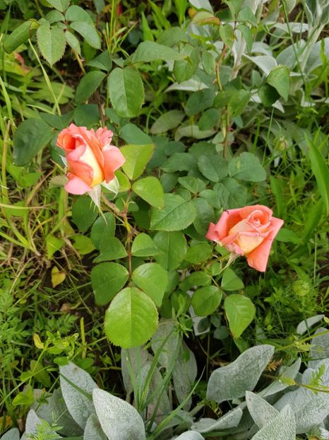 Dr.W - Trandafiri 20 Ii