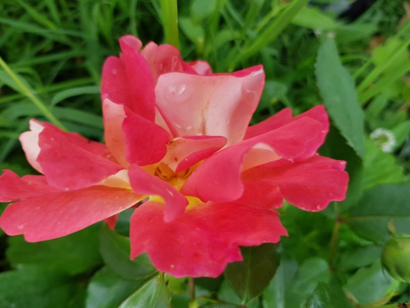 Gebruder Grimm - Trandafiri 20 Ii