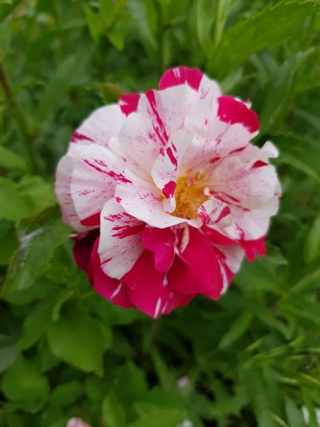 New imagine - Trandafiri 20 Ii