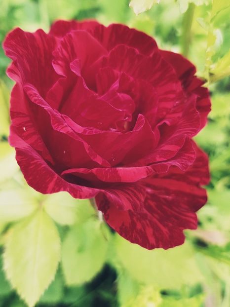 Red - Trandafiri 20 Ii