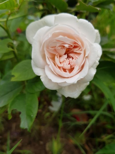 A8 - Trandafiri 20 Ii