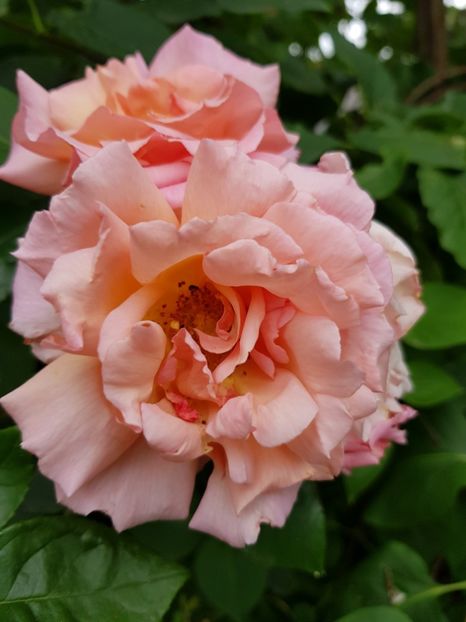 Nr. - Trandafiri 20 Ii