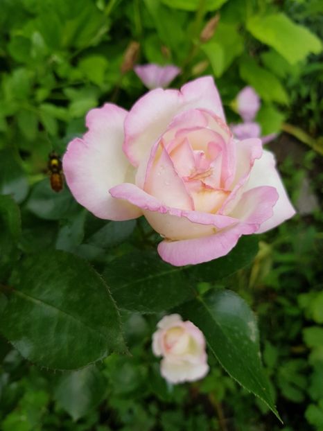 Elle - Trandafiri 20 Ii