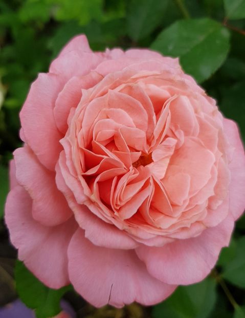 Laurent Cabral - Trandafiri 20 Ii