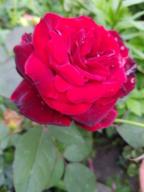 Black - Trandafiri 20 Ii